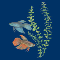 Betta splendens und Rotala Indica Weiß t-shirts