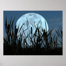 Between Moon and Marsh Poster