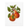 Beurre Durondeau Pear Post Card