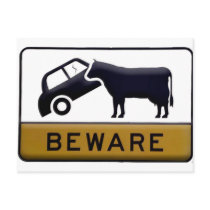 Beware - Cow Car Postcards