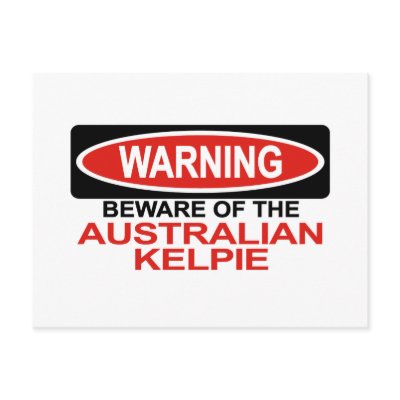 Beware Of Australian Kelpie Post Card by Bewareofdogs