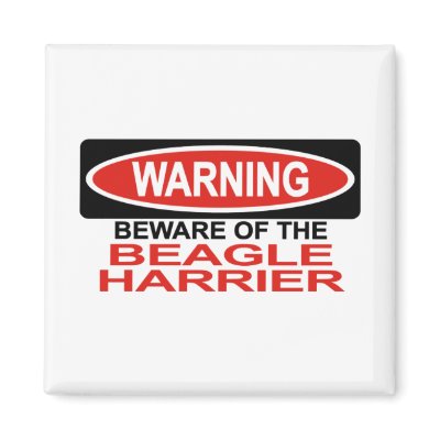 Beware Of Beagle Harrier Refrigerator Magnet by Bewareofdogs