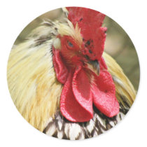 Beware of Bird stickers