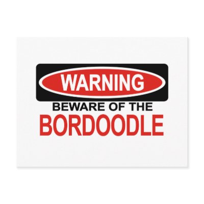 Beware Of Bordoodle Post Cards by Bewareofdogs