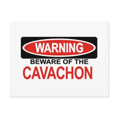Beware Of Cavachon Post Card by Bewareofdogs
