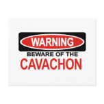 Beware Of Cavachon Post Card
