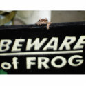 BEWARE of FROG photo sculptures by jackieandrews72 BEWARE of FROG photo sculptures