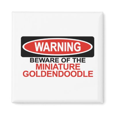 Beware Of Miniature Goldendoodle Refrigerator Magnets by Bewareofdogs