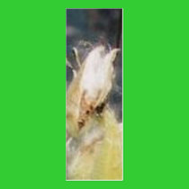 BEWARE THE PODS profile cards by VIKINGJIM BEWARE THE PODS profile cards
