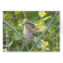 Bewick's Wren cards