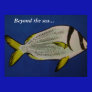 Beyond the sea... Poster
