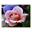 BF- Rose Wall Art posters