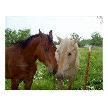BFF Best Friends Forever - Horses Postcards