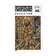BH- Hawk Postage Stamps stamp