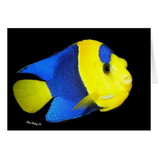 Bi-Color Angel fish card