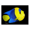 Bi-Color Angel fish cards by MartinisMommy Bi-Color Angel fish cards