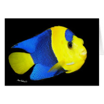 Bi-Color Angel fish cards
