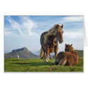 bianditz / Icelandic horses cards