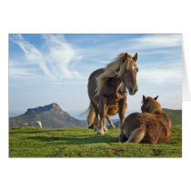 bianditz / Icelandic horses cards by pageandturner bianditz / Icelandic horses cards