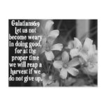 BIBLE SCRIPTURE GALATIANS 6:9 POSTCARDS