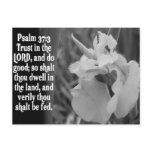 BIBLE SCRIPTURE PSALM 37:3 TRUST THE LORD POSTCARD
