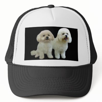Bichon Buddies Hat by normagolden