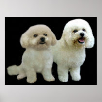 Bichon Buddies Print