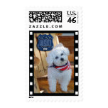 Bichon country with negative frame postage