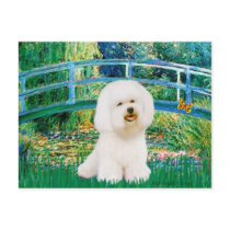 Bichon Frise 1 - Bridge Postcards