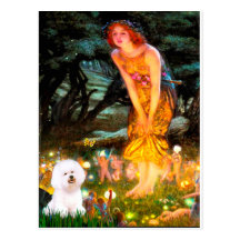 Bichon Frise 1 - MidEve Post Card