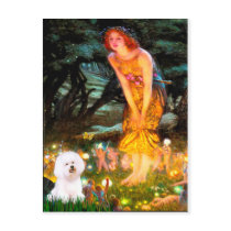 Bichon Frise 1 - MidEve Post Card