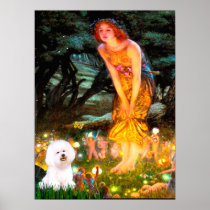 Bichon Frise 1 - MidEve Posters