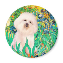 Bichon Frise 4  - Irises - Customized Magnets