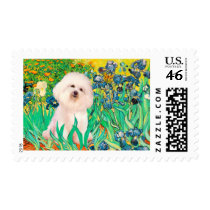 Bichon Frise 4  - Irises Postage