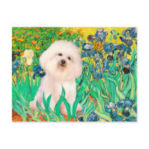 Bichon Frise 4  - Irises Postcards