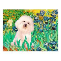 Bichon Frise 4  - Irises Postcards