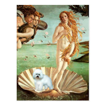 Bichon Frise 5 - Venus Post Card