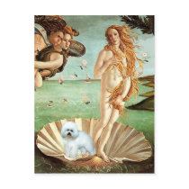 Bichon Frise 5 - Venus Post Card