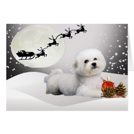 bichon-frise-a-merry-christmas-greeting-card-zazzle