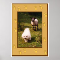 Bichon Frise and Lamb Poster