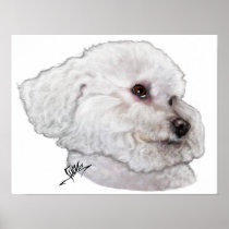 Bichon Frise Bizou in Deep Thought Poster