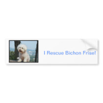 Bichon Frise Bumper Sticker