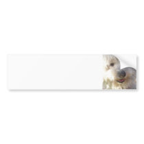 Bichon Frise Bumper Stickers