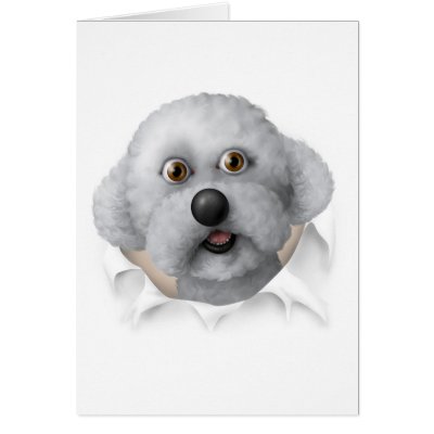 Bichon Frise Busting Out Greeting Card by cartoondogs