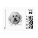 Bichon Frise Busting Out - Customized stamp