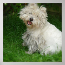 Bichon Frise Canvas Print