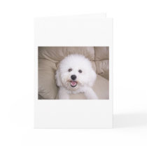 Bichon Frise Greeting Card