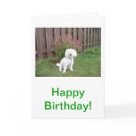 Bichon Frise Greeting Card