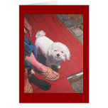 Bichon Frise Card