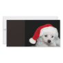 Bichon Frise Christmas Photo Greeting Card
